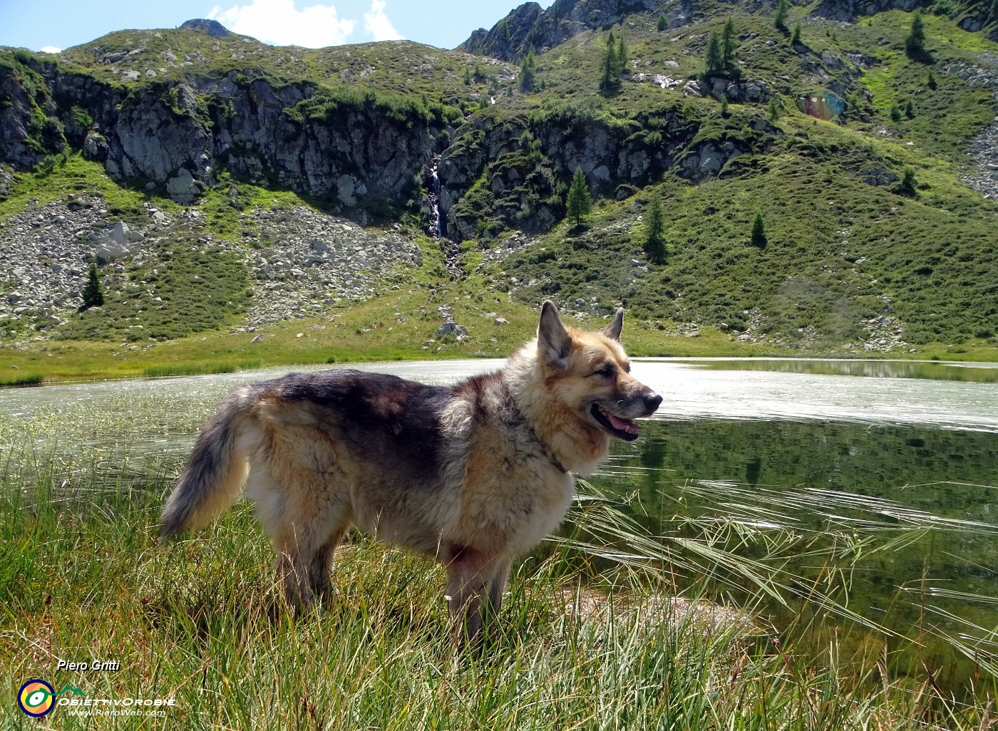 45  Al Lago piccolo (1986 m), ricoperto in parte da erbe acquatiche.JPG